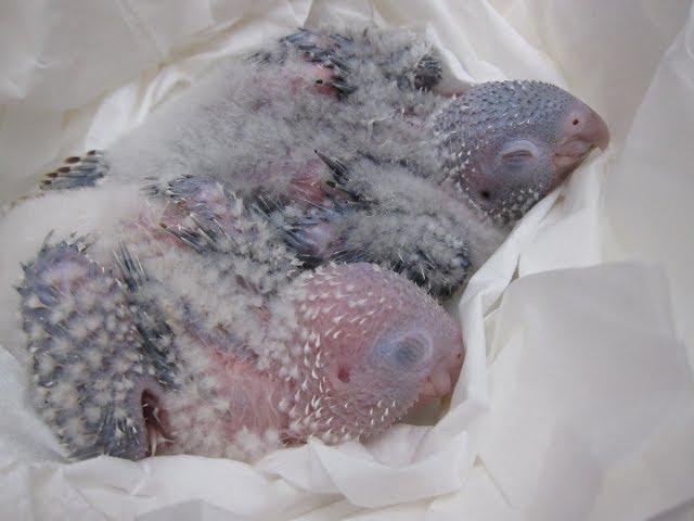 Rainbow Parrots has Babies again!!  Green Cheek Conures!