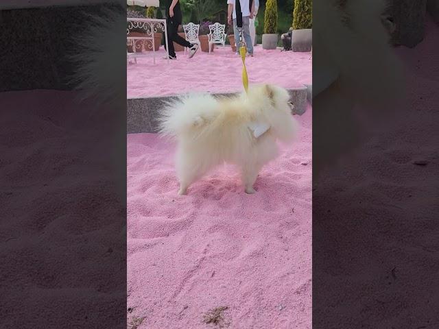 초소형 강아지  포메라니안 #포메 #강아지