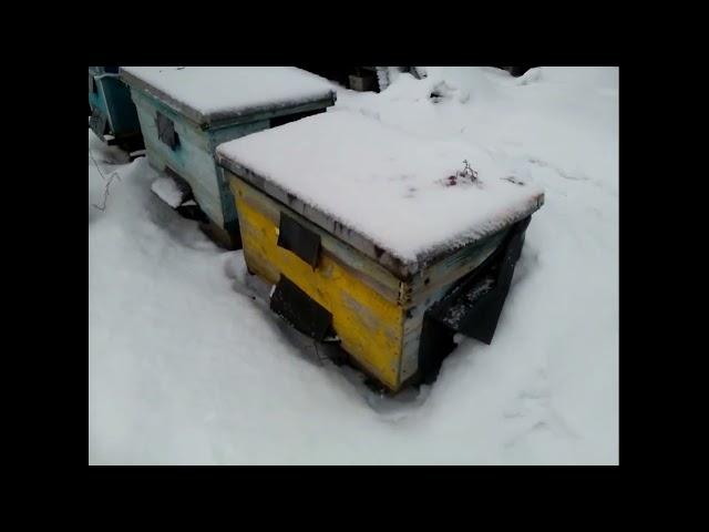 Видео от Карелова: состояние пасеки на 15 01 2022