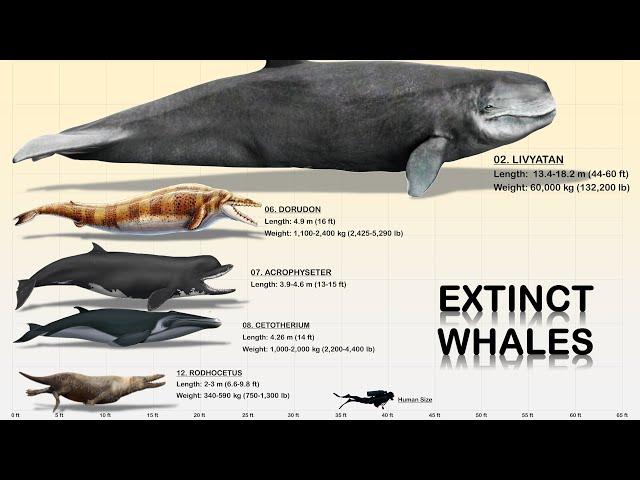 The 13 Giant Prehistoric Whales