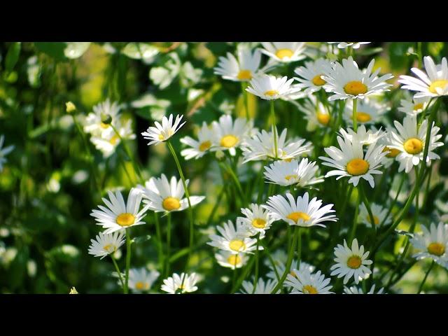 Footage — Field of daisies. Daisies in the field. Footages (footage) beautiful nature [FullHD]