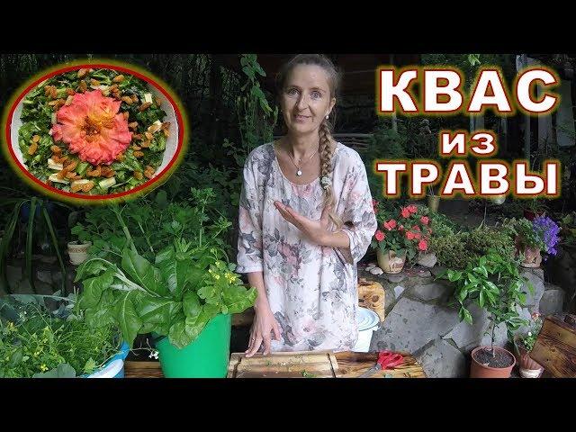 Елена Абрамова травяной квас из ботвы и дикоросов