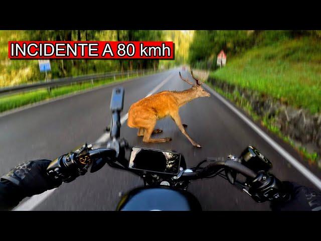 HO PRESO UN CERVO A 80 km/h - No clickbait