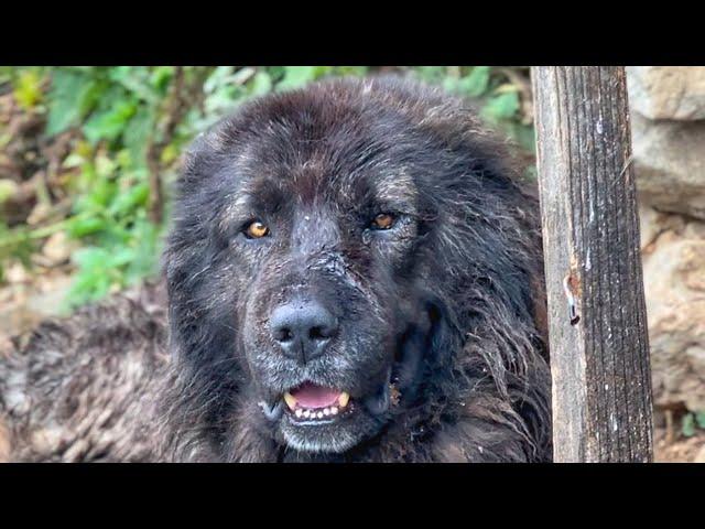 BLACK SEA SHEPHERD DOGS ~ LIONS OF THE MOUNTAINS