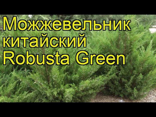 Можжевельник китайский Робуста Грин. Краткий обзор, описание juniperus chinensis Robusta Green