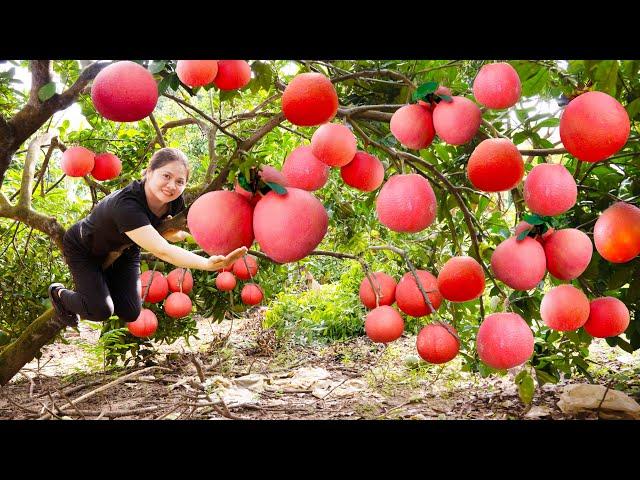 Lý Thị Hồng| Harvesting Red Grapfruit For Sell In The Countryside Market | Grow Vegetables in Garden