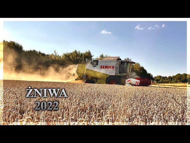 Żniwa pszenicy 2022 | Claas Lexion 430 | 3x Steyr | Zasław | Pronar T679M  | Barbieri