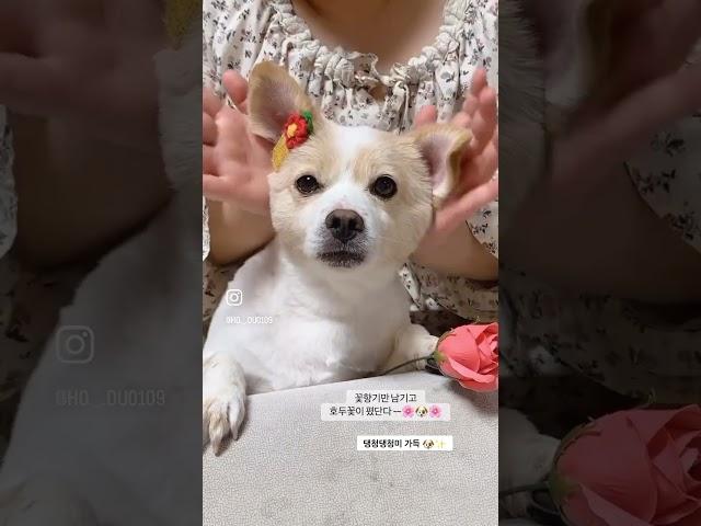 호두꽃만남기고갔단단다 ~~#댕댕이 #지수 #꽃 #꽃챌린지 #댕댕이자랑타임 #쇼츠 #쇼츠챌린지  #shorts #cute