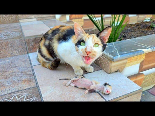 The man fed a stray mother cat for over two weeks and as a reward, it brought its 6 kittens to him.