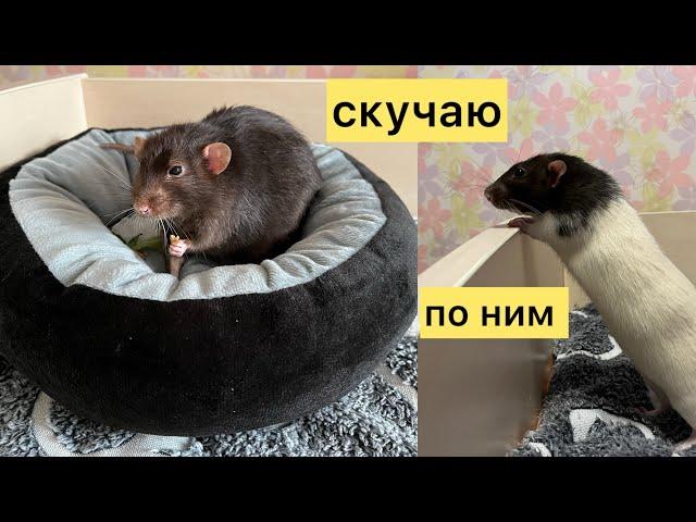 Скучаю по Татошке и Емельке и всем ушедшим крысам. #rat #animal #животные #крысы