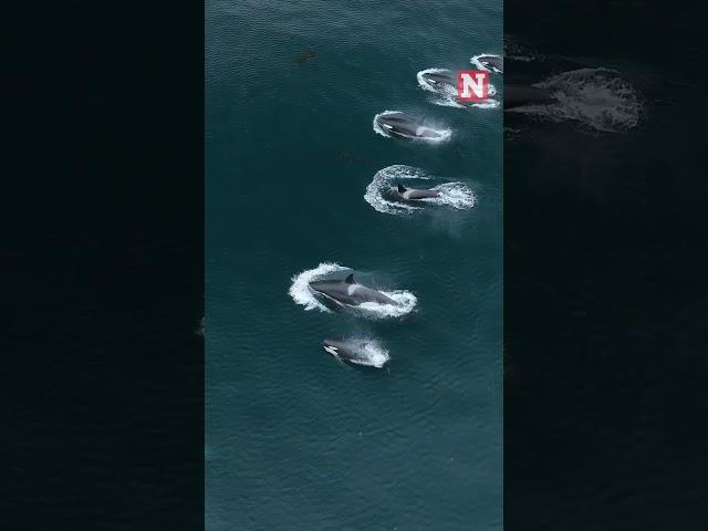 Watch Dozens Of Majestic Orcas Make Rare Appearance Near Monterey Bay