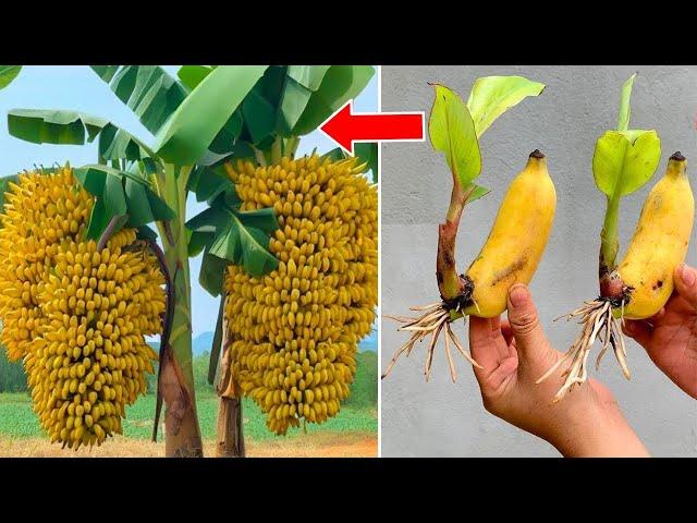 Best method to grow Banana Aloe vera, Mango, Lemon , Orange, Apple etc #livestream #live