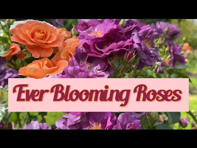 Ever Blooming Roses