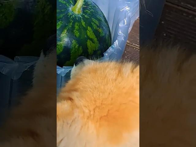 수박이 왔어요~ 서둘러 잘라 보시개()