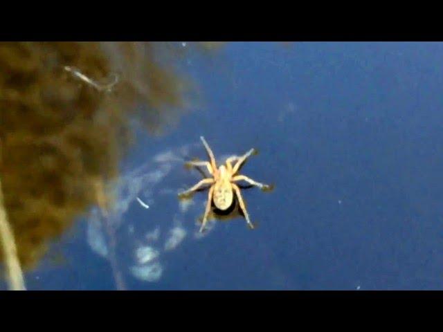 Unknown Spider Walking on Water