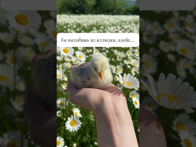 Ты выходишь из иллюзии, когда...