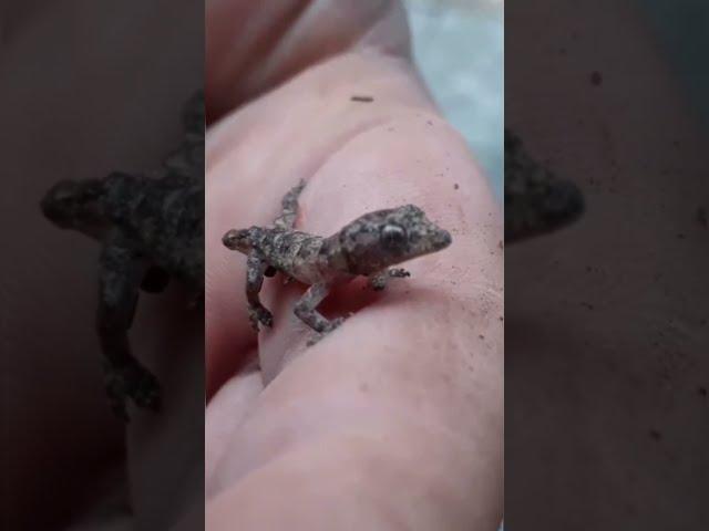 lagartixa baby gecko #shorts