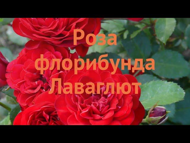 Роза флорибунда Лаваглют  флорибунда роза Лаваглют обзор: как сажать, саженцы розы Лаваглют