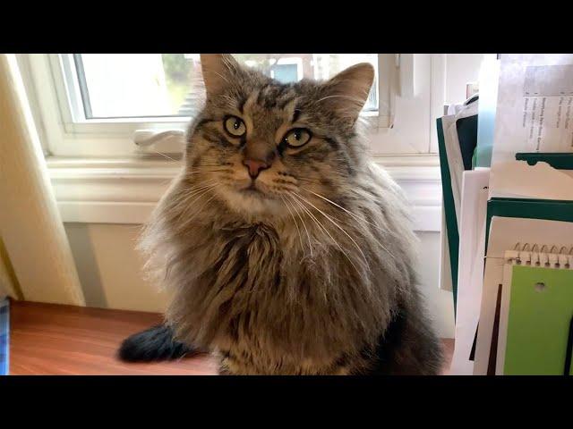 How I Adopted A Siberian Cat: What You Didn’t Know