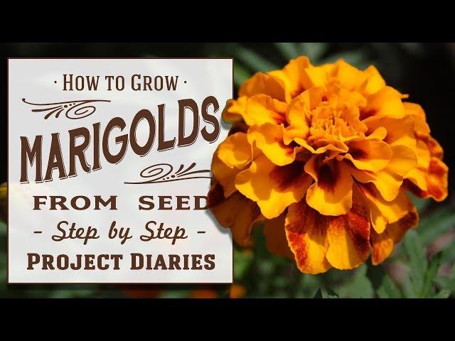  How to Grow Marigolds from Seed (A Complete Step by Step Guide)