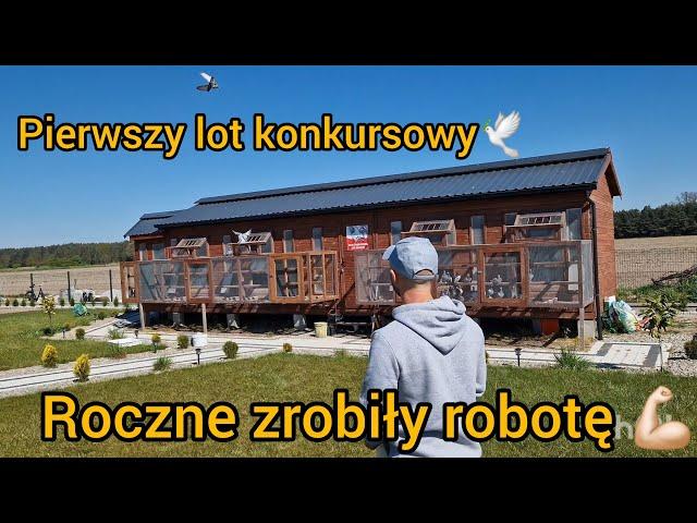 1 LOT KONKURSOWY - SŁAWA 137KM️ JEST SZPICA, ROCZNIAKI ZROBIŁY ROBOTĘ  Gołębie Pocztowe