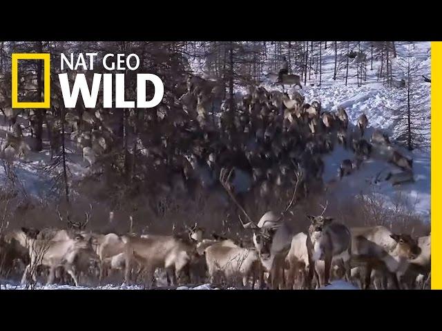 Living with Reindeer | Polar World