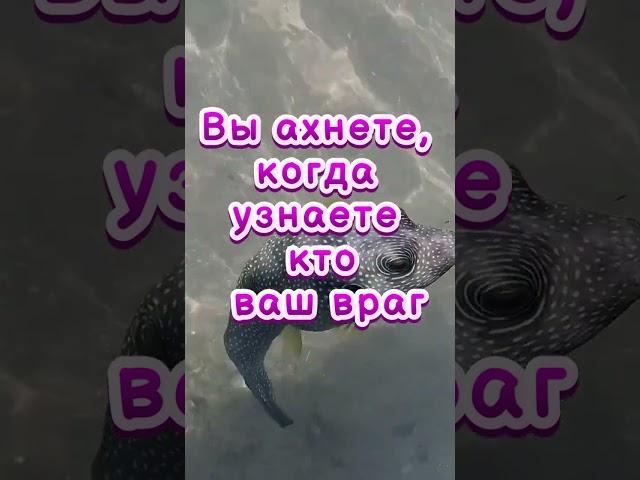 Вы ахнете, когда узнаете кто ваш враг    #магия #приметы #советы #эзотерика #ритуалы #рассказы