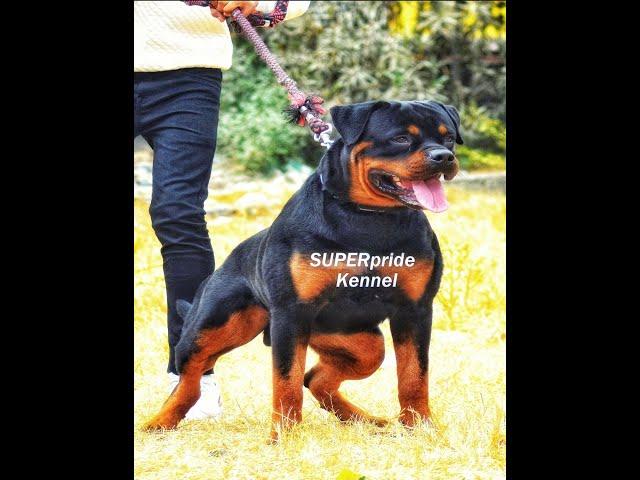 Super king  size Rottweiler male super pride kennel