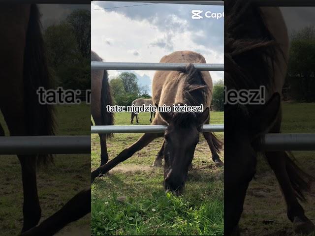 Bye  #horse #synthmagic #equestrian #synthriders #showpony #synthfam #love #thatsynthshow #edit