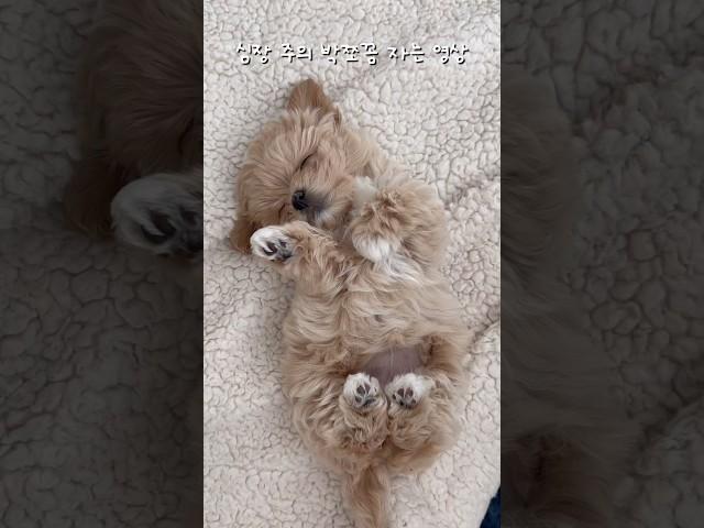 아기 강아지 자는 모습