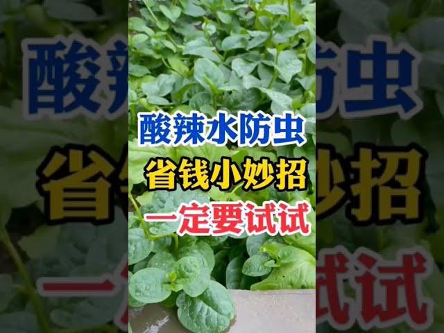 家庭菜园小妙招2 ： 酸辣水
