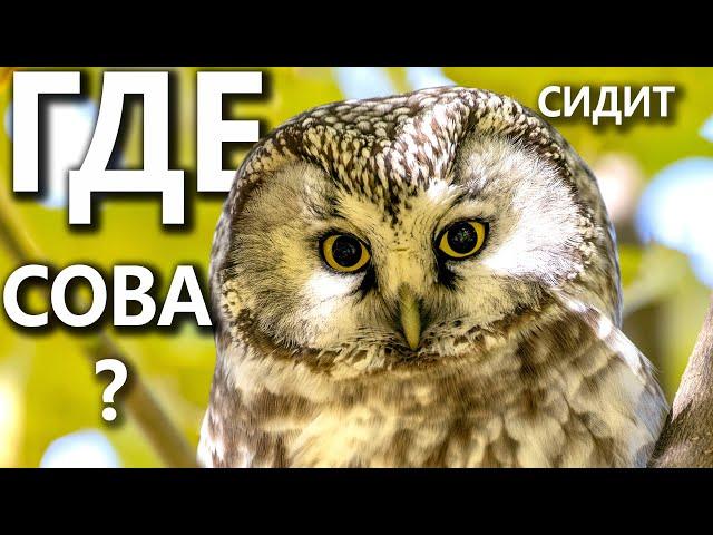 Как найти сову?