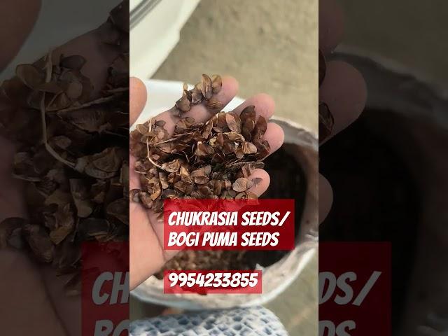 #Chukrasia seeds #Chikrasiya tabularis#Bogi poma seeds any kind of seeds AVL #farming #agriculture