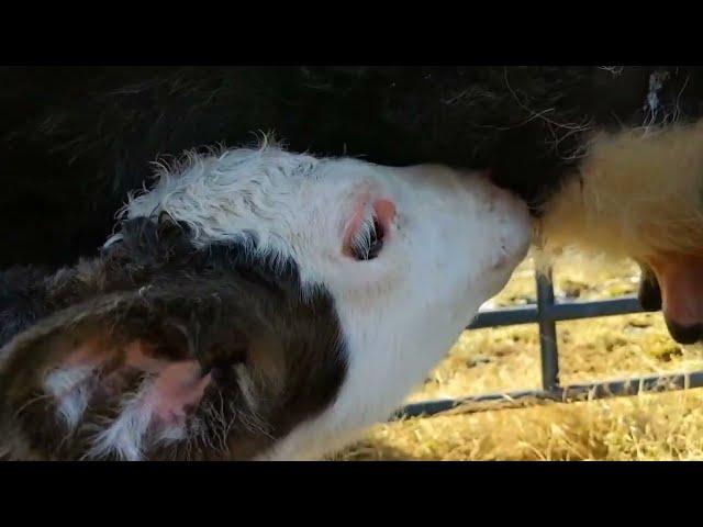 Helping A Weak Calf Nurse & Saying Goodbye To A Friend