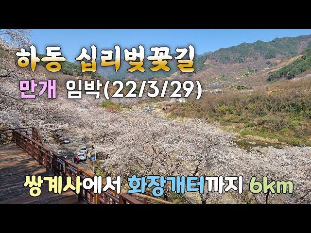 하동 벚꽃 만개 임박 | 하동 십리벚꽃길 | 우리나라 최고의 벚꽃길 | 22/03/29 촬영