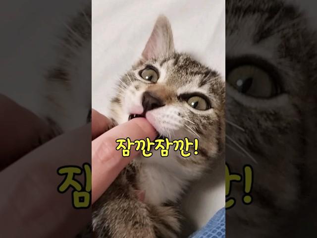 애교많은 개냥이 고양이품종 TOP7