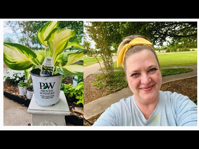 Planting Annuals & Perennials+New Proven Winners Miss America Hosta  | Wendi’s Garden