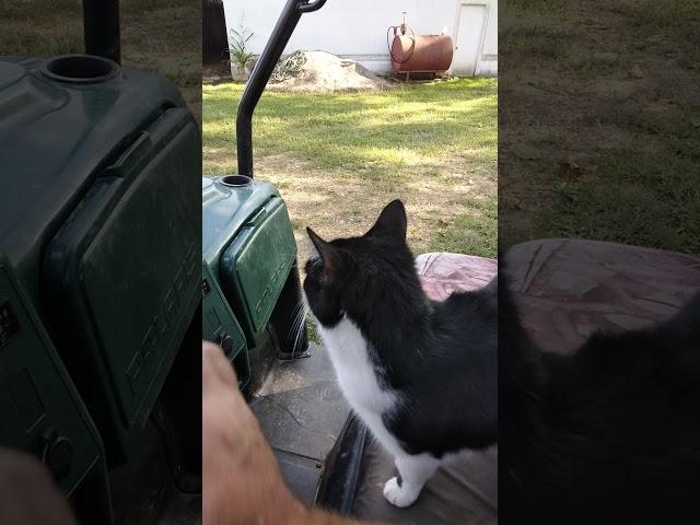 When your farm buddy just happens to be the cat you rescued.