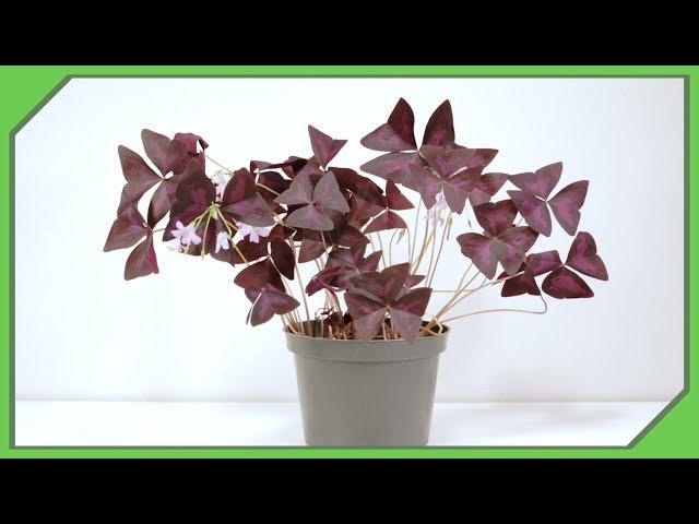 Dr. Techplant: Saving The Oxalis