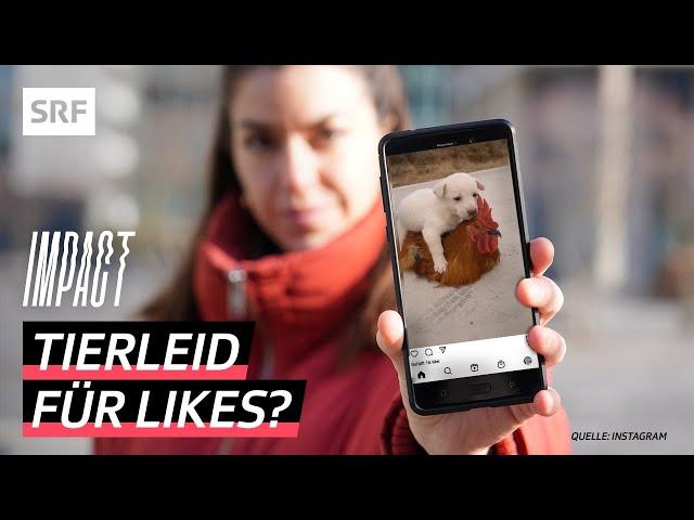 Petfluencer auf Social Media – Leiden Tiere für Klicks auf Instagram und Co.? | Impact | SRF