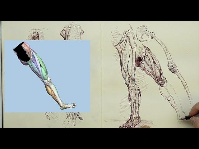 ANATOMY FOR ARTISTS: Keeping an Anatomy Sketchbook Demonstration