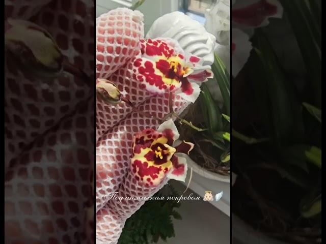 Под ангельским покровом 🪽 #орхидеи #ангел