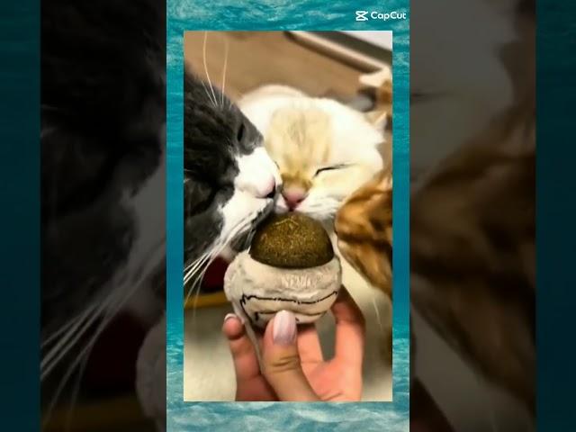 funny cat moments #funny cats# cats #meme #youtubeshorts