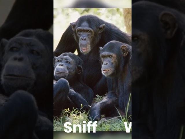 Clash of the Primates: The Intense Gombe Chimpanzee War