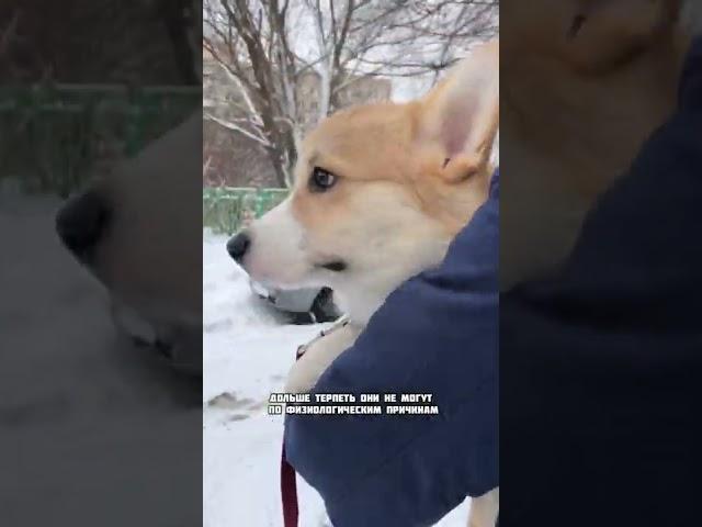 Сколько раз в день нужно гулять с собакой? #собака