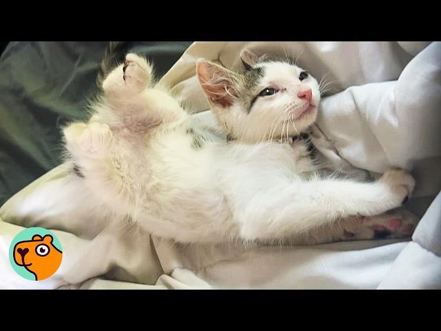 Man Finds Abandoned Kitten In The Grass And Saves Him | Cuddle Buddies