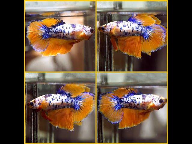 BREEDING GRADE Betta Fish DRAGON BLUE MARBLE MUSTARD Halfmoon Female X332