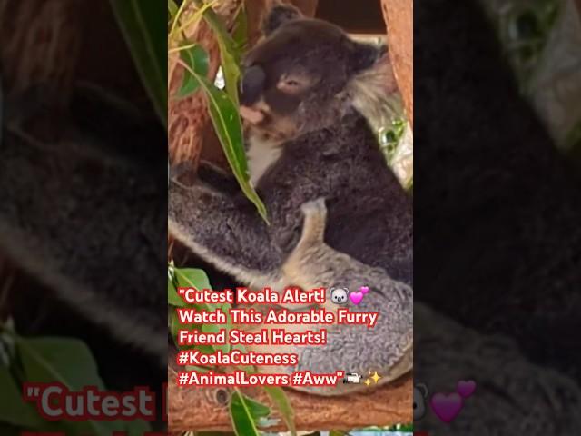 "Cutest Koala Alert!  Watch This Adorable Furry Friend Steal Hearts! #KoalaCuteness #Aww" 