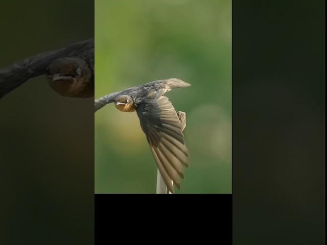 1920 fps. #wildlifephotography #wildlife #nature #birds