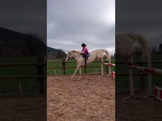 Put the jump bigger #equestrian #horseriding #horse #rider #showjumper #stallion #horses